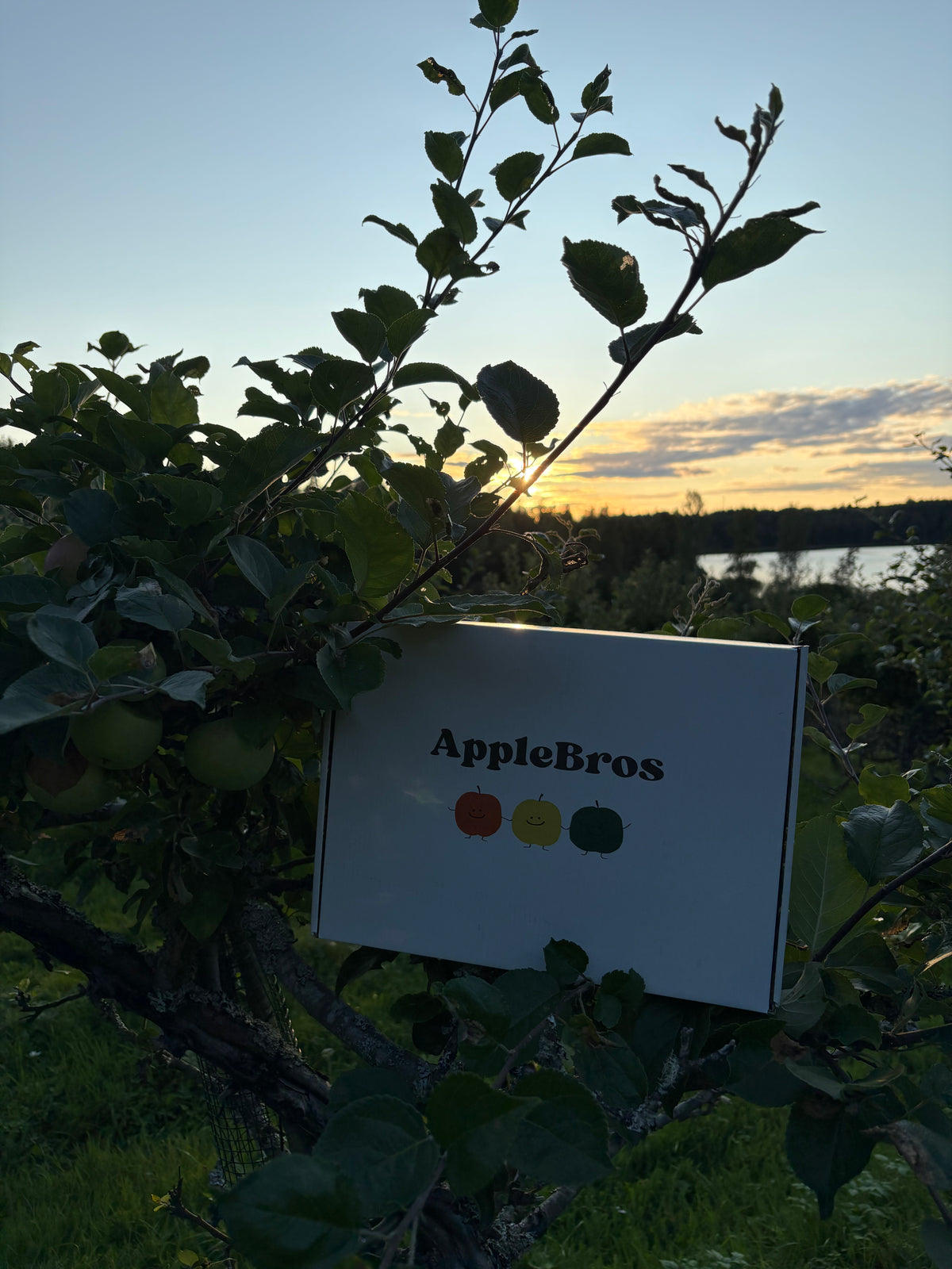 Apple juice box 3 x 1L