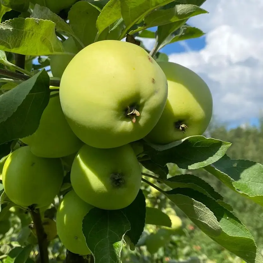 Omenapuun vuokraus 2025 - Valkea kuulas